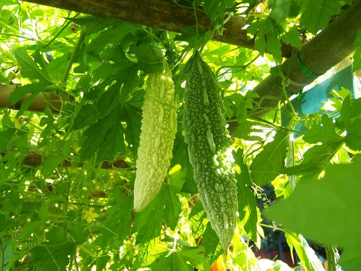 result_2006_7_6_8_18_5_78_33-lysook7.jpg?type=w1