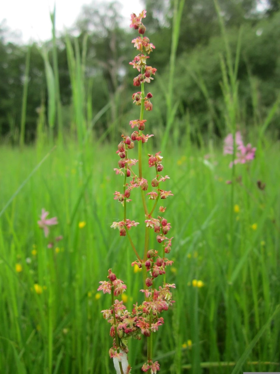 rumex-acetosella-846563_1920.jpg?type=w1