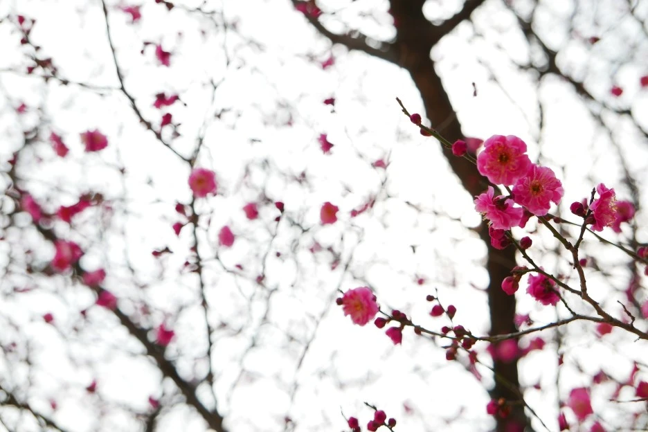 plum-blossoms-3227611_1920.jpg?type=w1