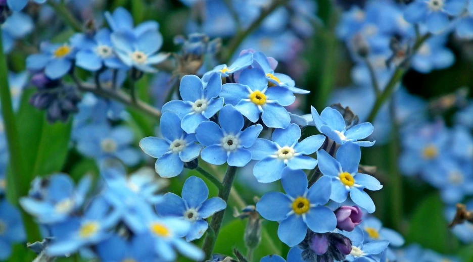 forget-me-nots-4621956_1920.jpg?type=w1