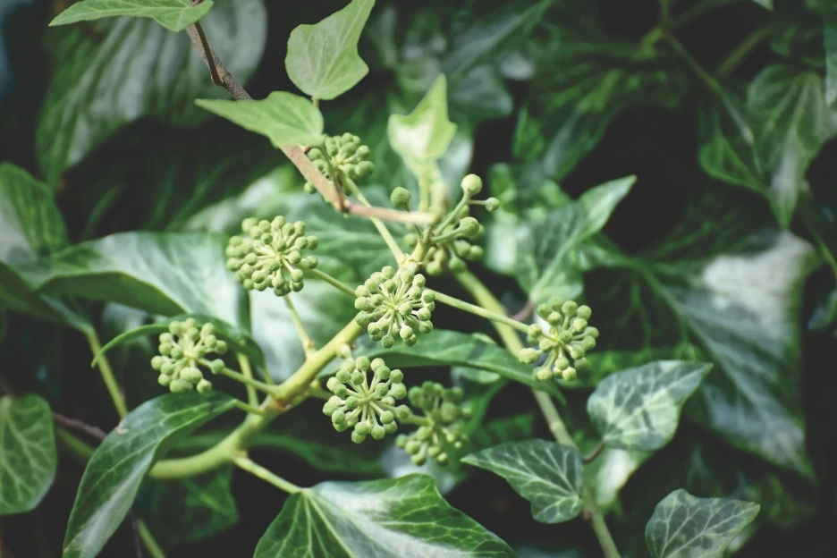 ivy-4436627_1920.jpg?type=w1