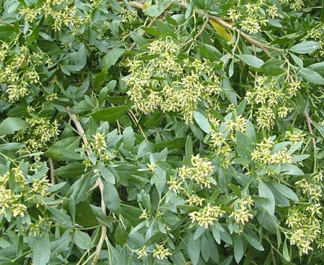 SE-1c40adf4-a208-4b00-9bc3-6b02e9a56e67.jpg?typew1