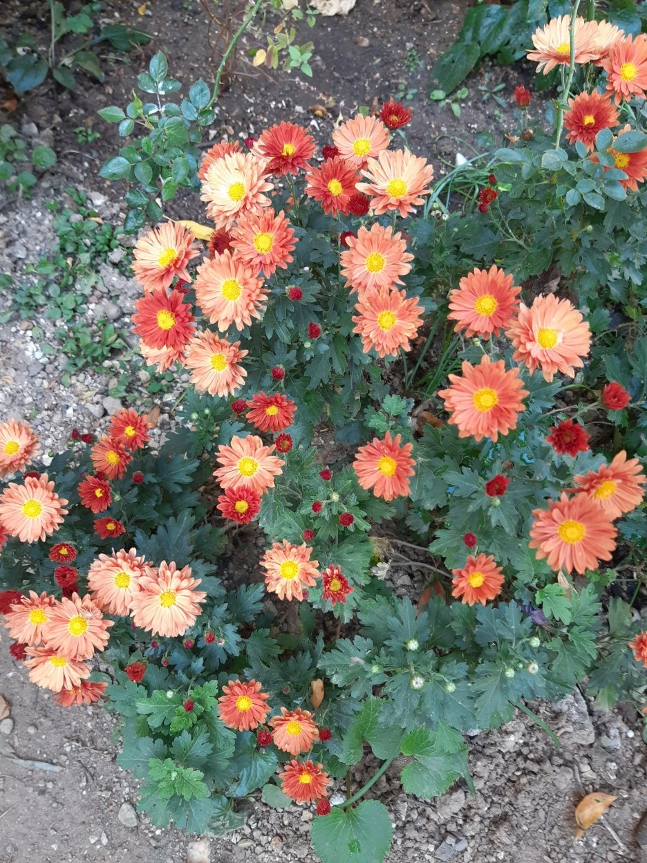 20201023_155656.jpg?type=w1