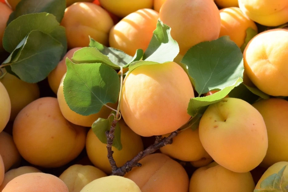 apricots-1455431_1920.jpg?type=w1