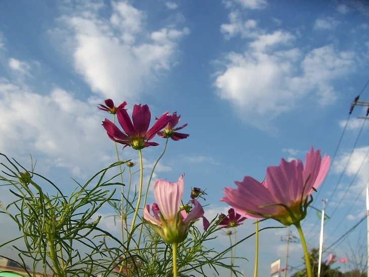 result_2006_8_6_11_30_29_562_24-lysook7.jpg?type=w1