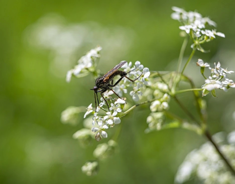 macro-5123910_1920.jpg?type=w1