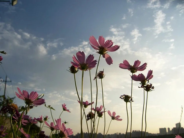 result_2006_8_6_11_41_28_437_34-lysook7.jpg?type=w1