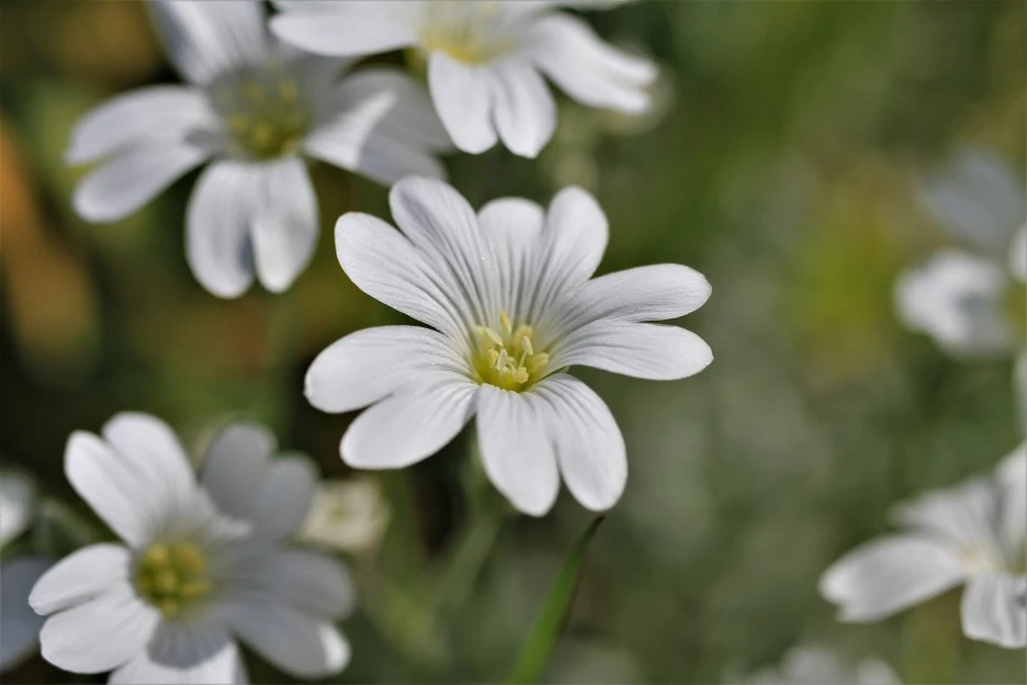 felty-hornwort-5187897_1920.jpg?type=w1