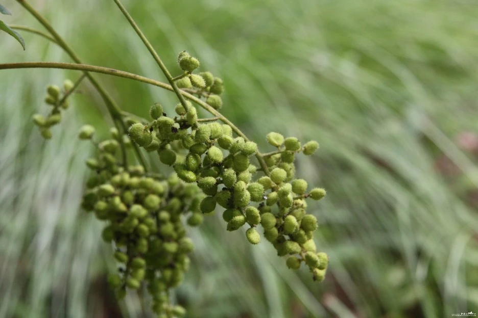 ib58_287_i2_%EA%B5%AD%EB%A6%BD%EC%88%98%EB%AA%A9%EC%9B%90_%EA%B5%AD%EA%B0%80%EC%83%9D%EB%AC%BC%EC%A2%85%EC%A7%80%EC%8B%9D%EC%A0%95%EB%B3%B4.jpg?typew1