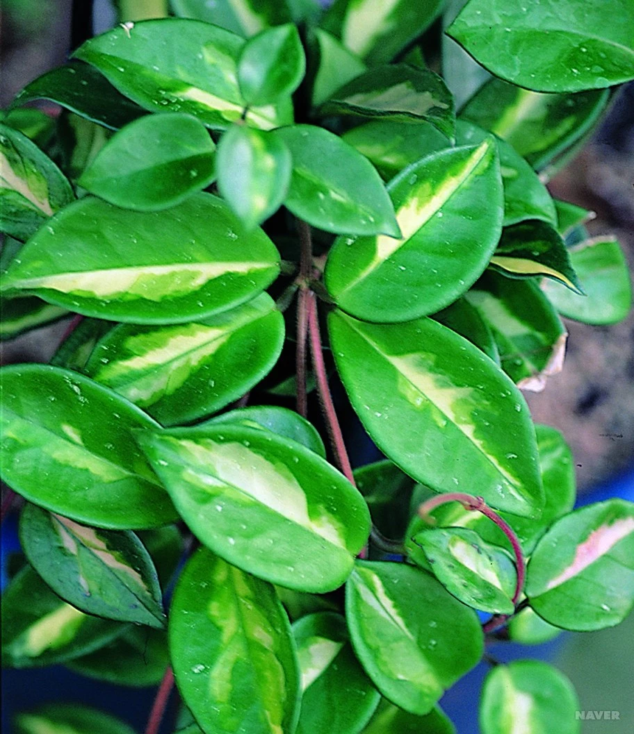 FLA76_t_%ED%95%9C%EA%B5%AD%ED%99%94%EC%9E%AC%EC%8B%9D%EB%AC%BC%EB%8F%84%EA%B0%90.jpg?type=w1