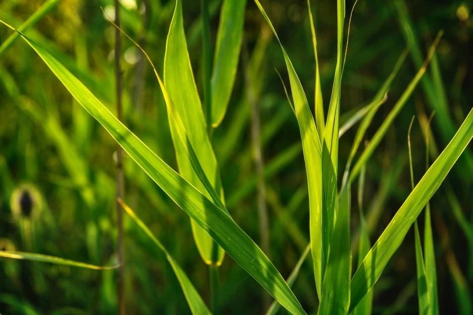 reed-4368661_1920.jpg?type=w1