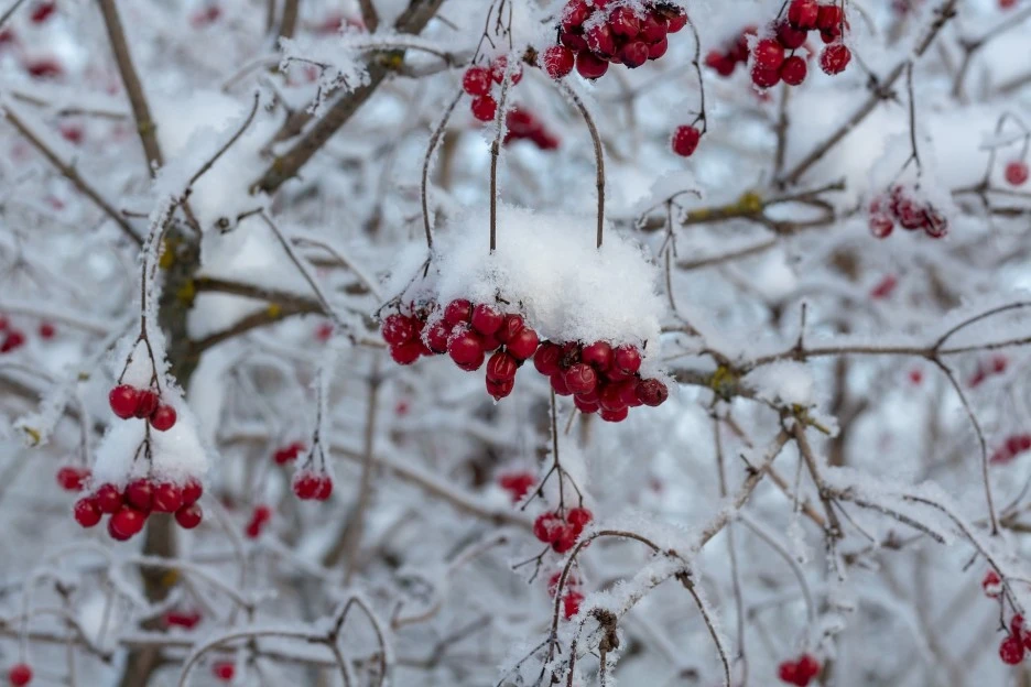 viburnum-4675001_1920.jpg?type=w1