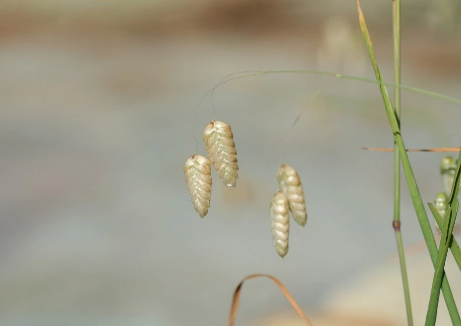 briza-maxima-2684664_1920.jpg?type=w1