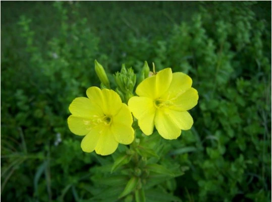 SE-ec85994b-4e2c-4ade-ab56-69618938eebc.jpg?type=w1