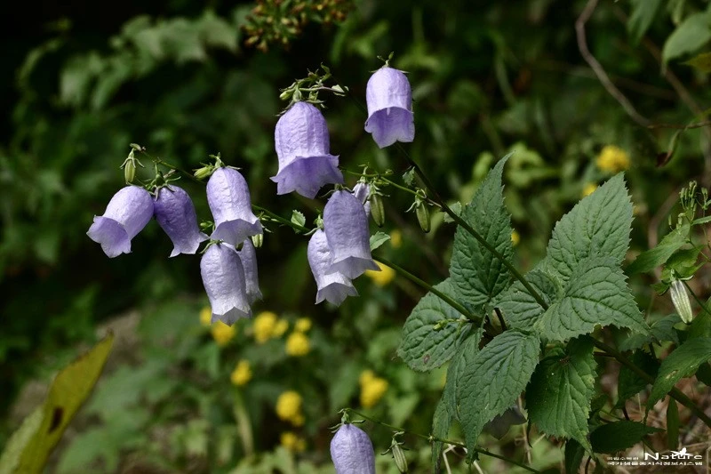 ib58_614_i1_%EA%B5%AD%EB%A6%BD%EC%88%98%EB%AA%A9%EC%9B%90_%EA%B5%AD%EA%B0%80%EC%83%9D%EB%AC%BC%EC%A2%85%EC%A7%80%EC%8B%9D%EC%A0%95%EB%B3%B4.jpg?type=w1