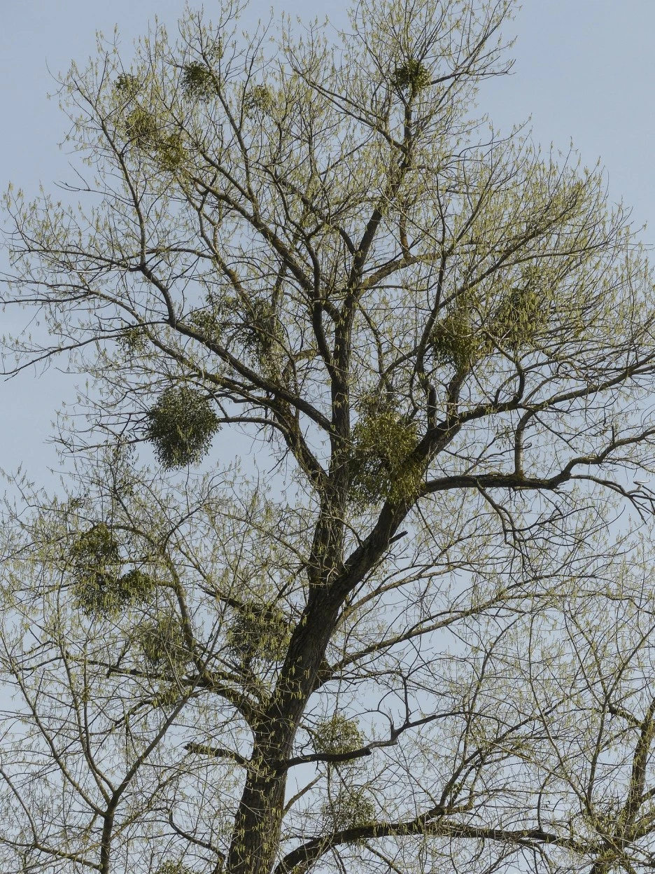 tree-329424_1920.jpg?type=w1