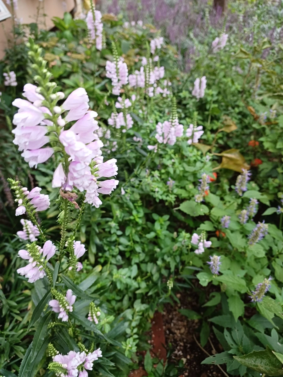 20220910%EF%BC%BF063900.jpg?type=w1