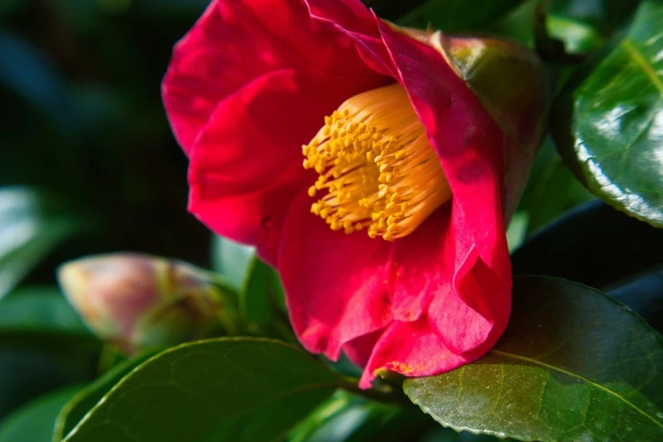 flower-7394736_1920.jpg?type=w1