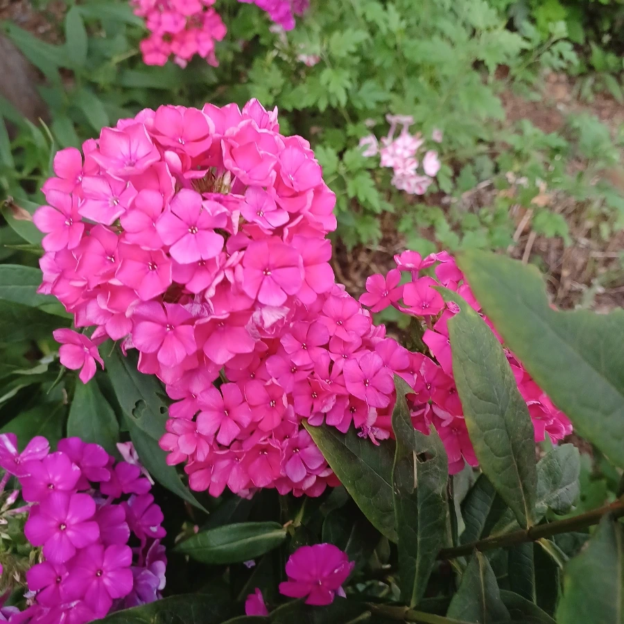 20220719%EF%BC%BF183247.jpg?type=w1