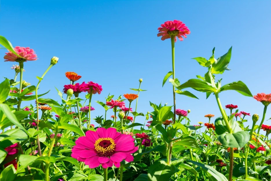 dream-park-2795921_1920.jpg?type=w1