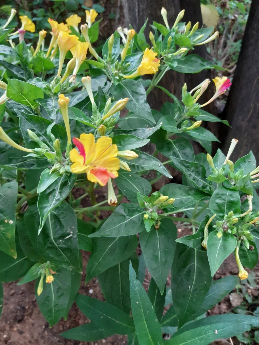 20210811%EF%BC%BF065201.jpg?type=w1