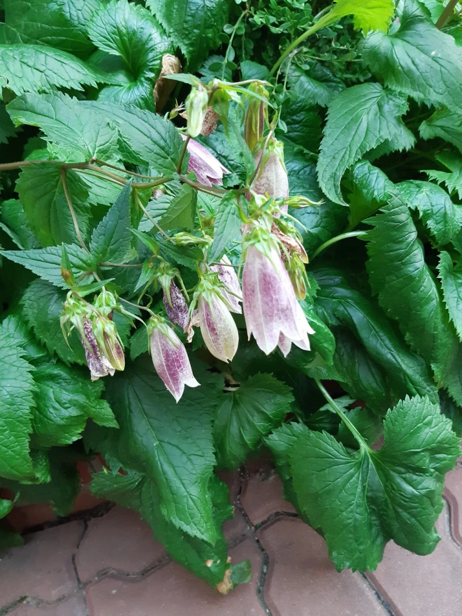 20210602%EF%BC%BF185504.jpg?type=w1