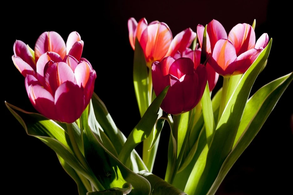 tulips-263513_1920.jpg?typew1