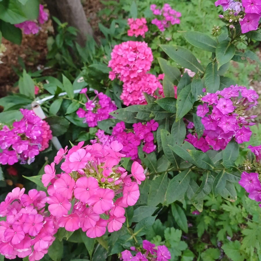 20220719%EF%BC%BF183242.jpg?type=w1