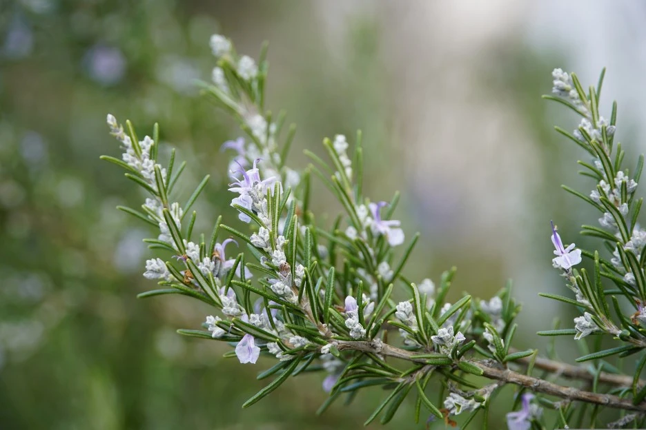 rosemary-4830385_1920.jpg?type=w1