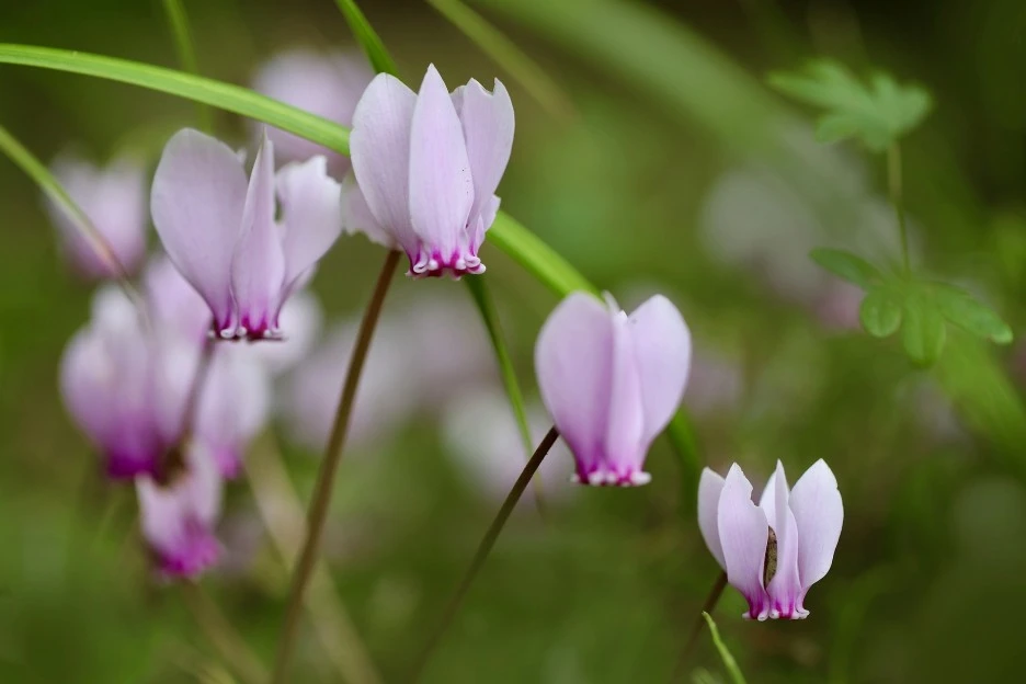 cyclamen-6709176_1920.jpg?type=w1