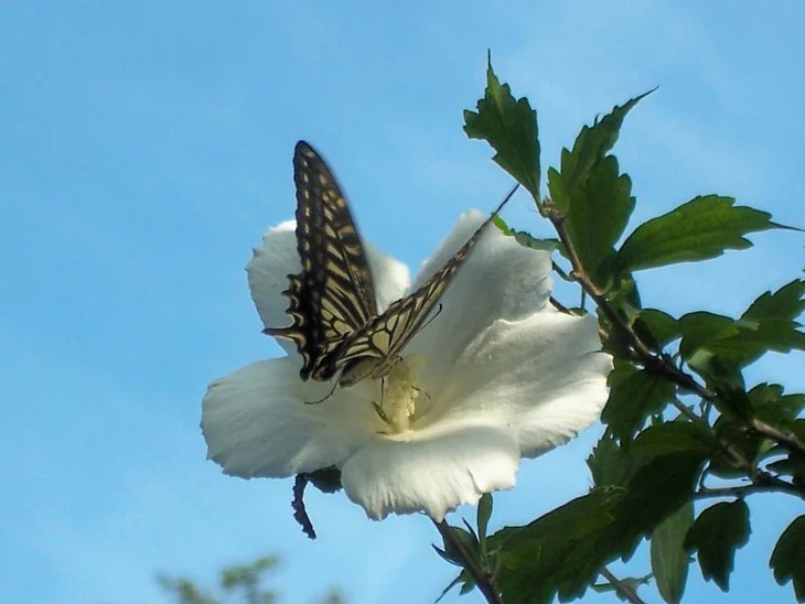 result_2006_7_3_12_8_32_453_9-lysook7.jpg?type=w1