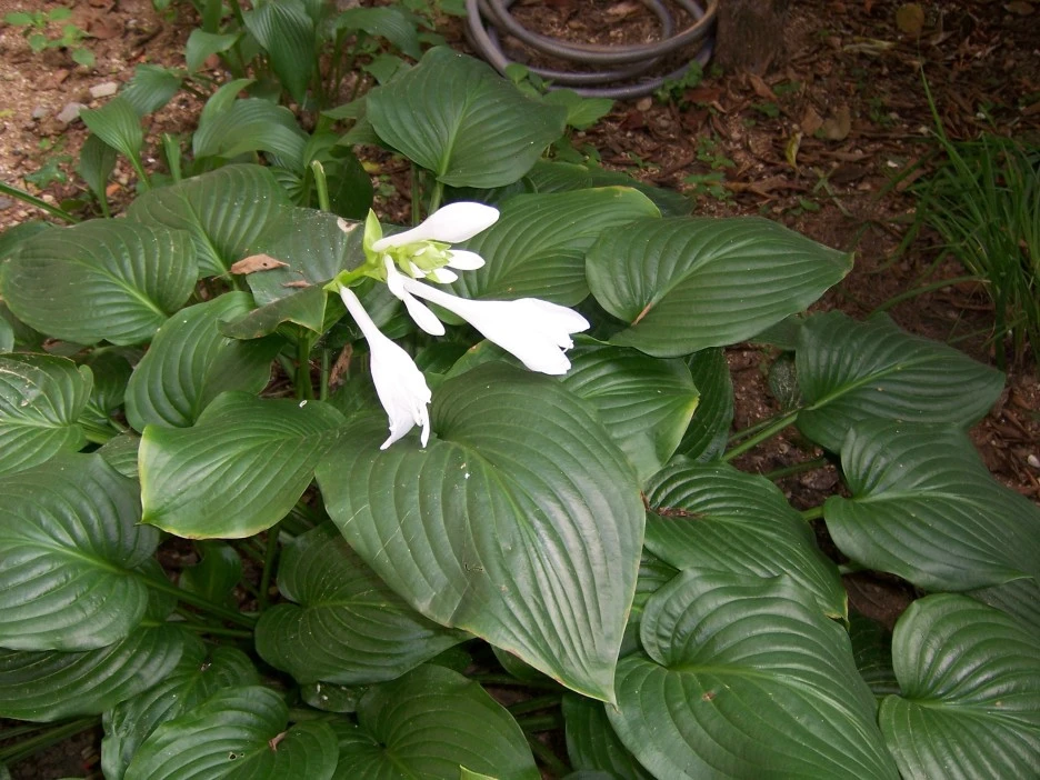 %EC%98%A5%EC%9E%A0%ED%99%943.jpg?type=w1