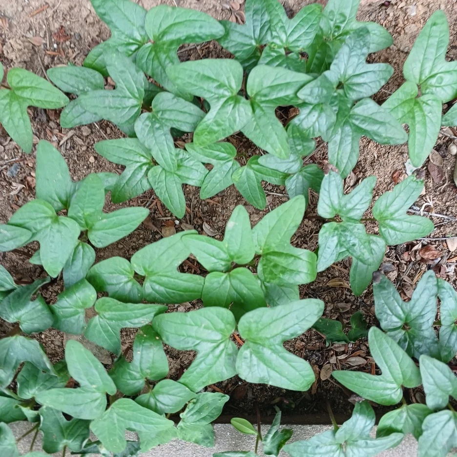 20220623_054829.jpg?type=w1