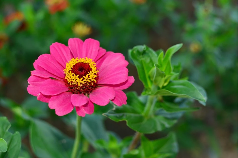 dream-park-2795922_1920.jpg?type=w1