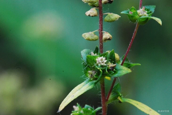 result_2008_8_0__%EA%B5%AD%EB%A6%BD%EC%A4%91%EC%95%99%EA%B3%BC%ED%95%99%EA%B4%80_-_%EC%8B%9D%EB%AC%BC%EC%A0%95%EB%B3%B4.jpg?type=w1