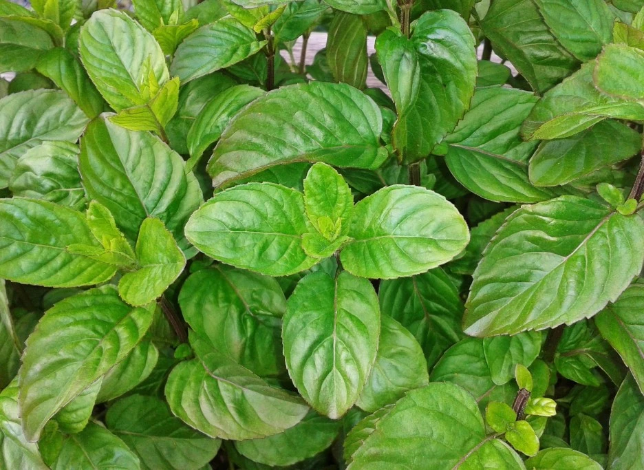 basil-356729_1920.jpg?type=w1