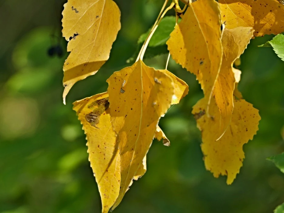 leaves-2855624_1920.jpg?type=w1