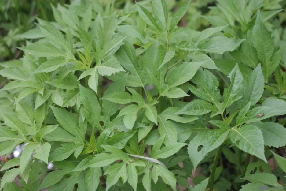 ia40_575_i1_%EB%8B%A8%ED%92%8D%EC%9E%8E_%EB%8F%BC%EC%A7%80%ED%92%80_%EA%B5%AD%EB%A6%BD%EC%88%98%EB%AA%A9%EC%9B%90_%EA%B5%AD%EA%B0%80%EC%83%9D%EB%AC%BC%EC%A2%85%EC%A7%80%EC%8B%9D%EC%A0%95%EB%B3%B4-_%EC%8B%9D%EB%AC%BC.jpg?type=w1