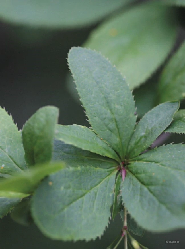 WF77_1_650__%ED%95%9C%EA%B5%AD%EC%95%BC%EC%83%9D%ED%99%94%EB%8F%84%EA%B0%90_-_%EB%B4%84.jpg?type=w1