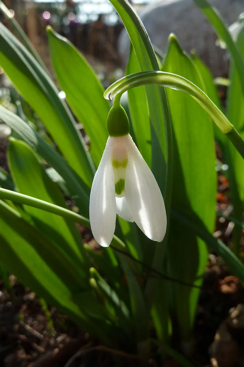 800px-Galanthus_elwesii,_flower_%EC%9C%84%ED%82%A4%EB%B0%B1%EA%B3%BC.jpg?type=w1