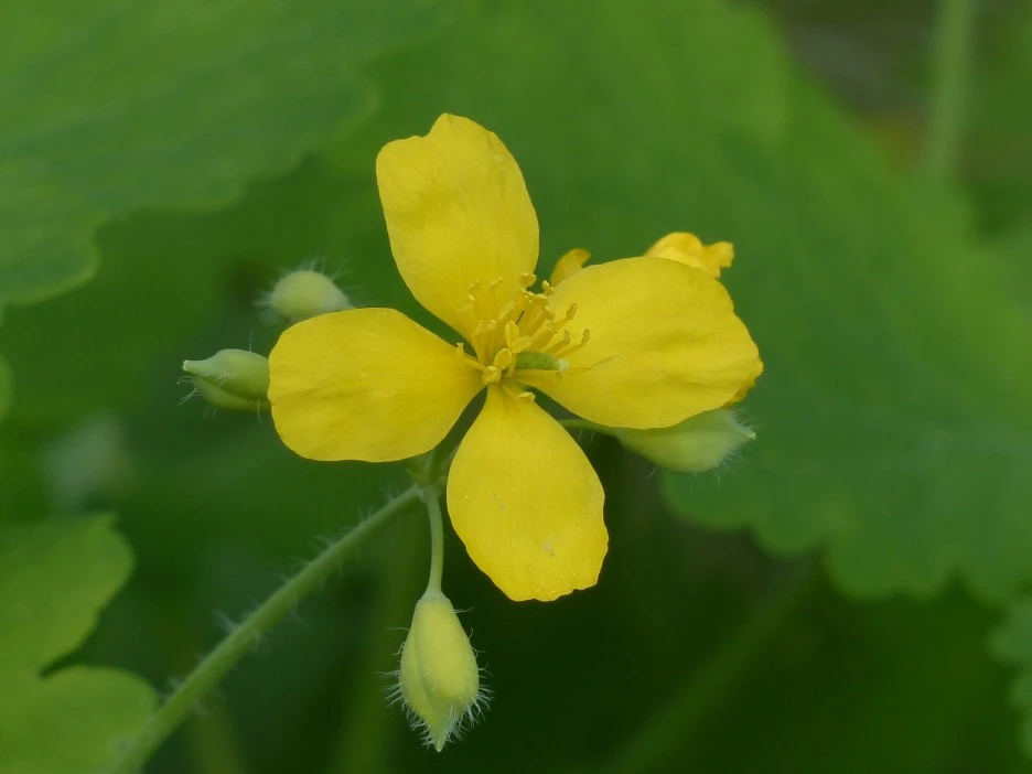 greater-celandine-116273_1920.jpg?type=w1