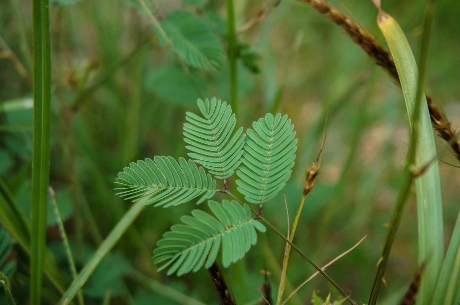 mimosa-6182193_1920.jpg?type=w1