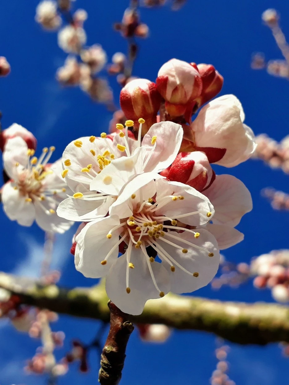apricot-blossom-4061751_1920.jpg?type=w1