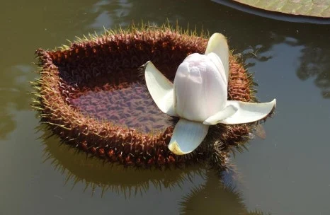 %EC%B6%A9%EC%B2%AD%EB%82%A8%EB%8F%84_%EB%8B%B9%EC%A7%84%EC%8B%9C_%EC%82%BC%EC%84%A0%EC%82%B0%EC%88%98%EB%AA%A9%EC%9B%90_4.jpeg?type=w466