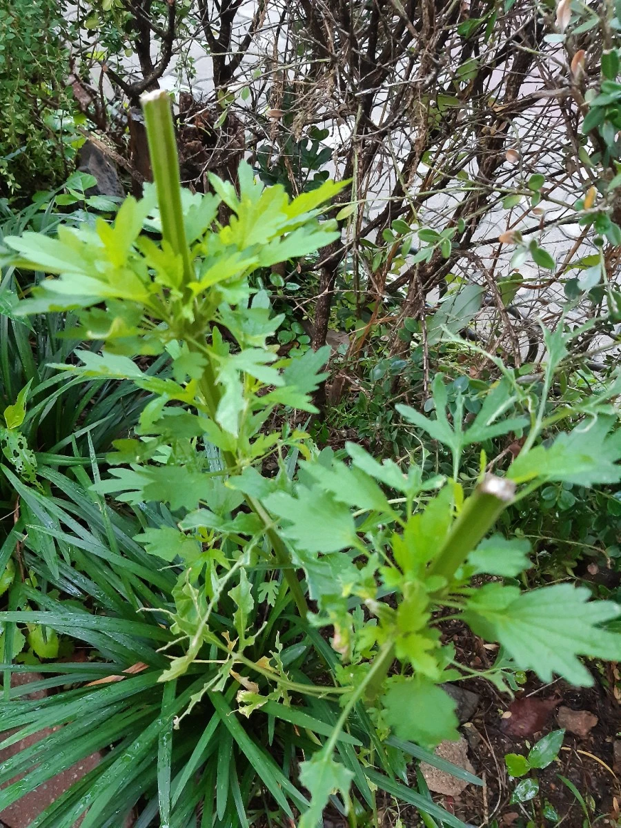 20210708%EF%BC%BF054249.jpg?type=w1