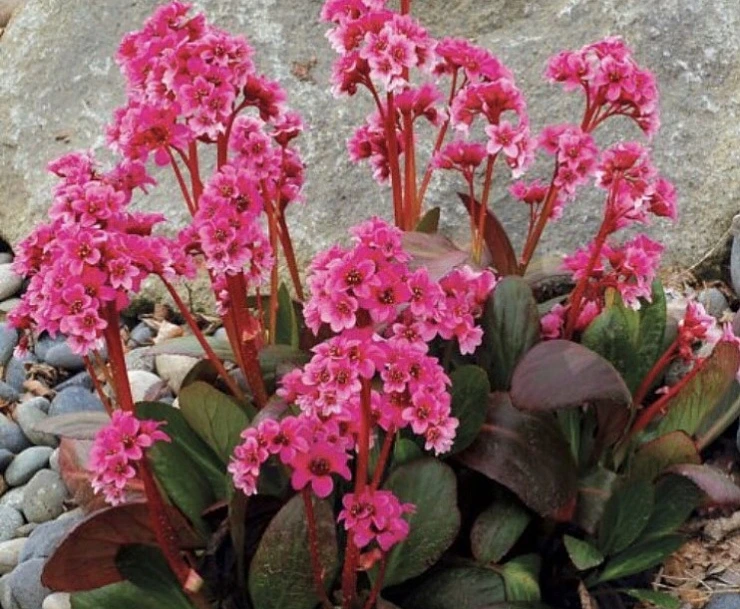 SE-8e617cda-e2a7-496c-8169-14eaed74c7bd.jpg?typew1