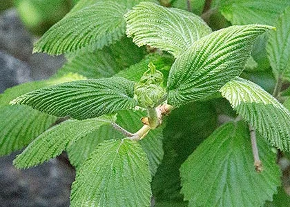 a2fc29d316a9bbcc7777f846519cd1e6.jpg?typew1