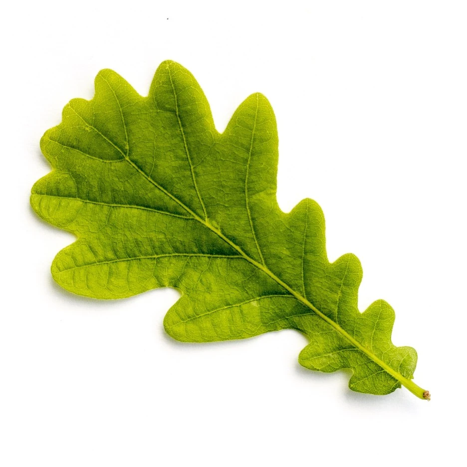 leaf-5468339_1920.jpg?type=w1