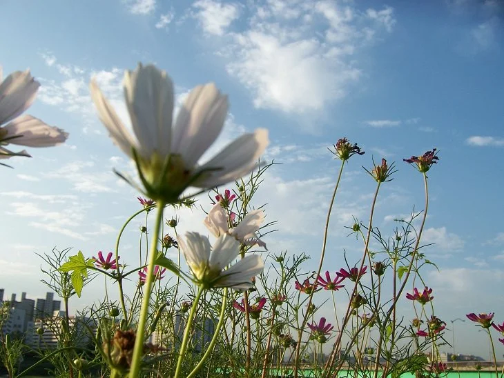 result_2006_8_6_11_30_52_750_38-lysook7.jpg?type=w1