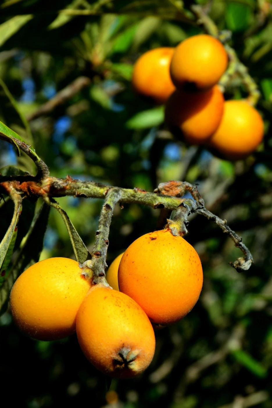 fruit-5196069_1920.jpg?type=w1